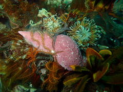 Africofusus ocelliferus