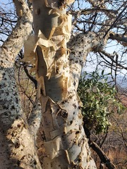 Commiphora marlothii