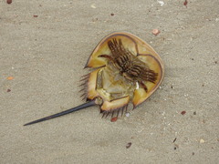 Tachypleus tridentatus