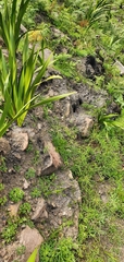 Ciconium