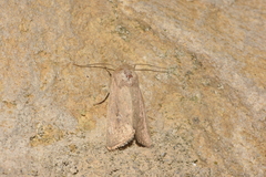 Mythimna sicula