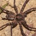 Heteropoda amphora - Photo (c) Eric Tang, some rights reserved (CC BY-NC), uploaded by Eric Tang