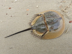 Tachypleus tridentatus