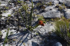 Liparia splendens splendens