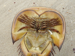 Tachypleus tridentatus