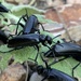 Linsleya - Photo (c) pseudomyrmex, some rights reserved (CC BY-NC)