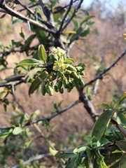 Ximenia americana microphylla