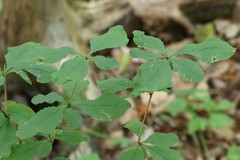 Berberis amurensis