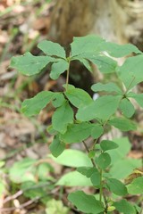 Berberis amurensis