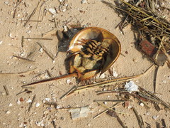 Tachypleus tridentatus