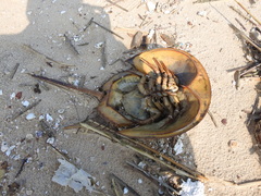 Tachypleus tridentatus