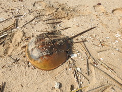 Tachypleus tridentatus