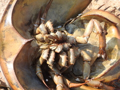 Tachypleus tridentatus