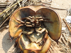 Tachypleus tridentatus