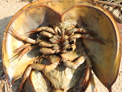 Tachypleus tridentatus