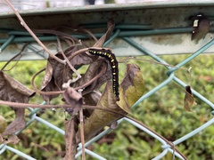 Oraesia emarginata