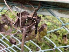 Oraesia emarginata