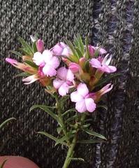 Muraltia knysnaensis