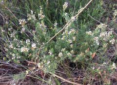 Muraltia knysnaensis