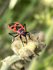 Pyrrhocoris apterus