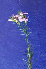 Muraltia knysnaensis