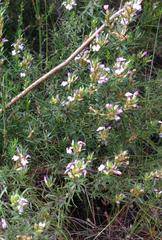 Muraltia knysnaensis