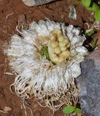 Gethyllis grandiflora