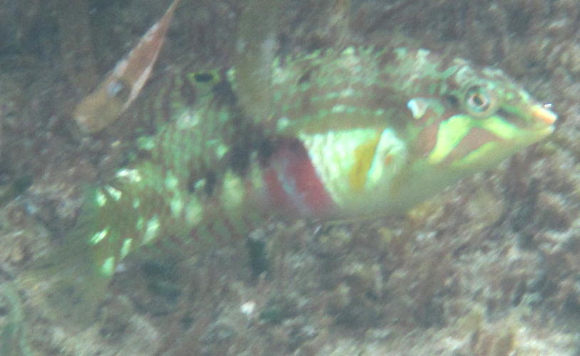 Nebulous wrasse