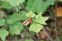 Ribes maximoviczianum