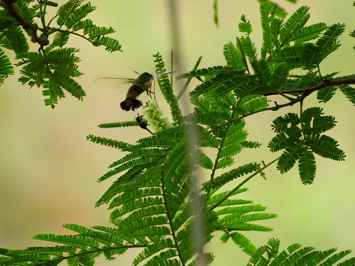 Image of Senegalia chundra by no rights reserved