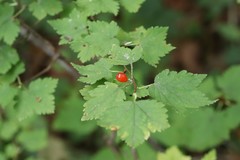 Ribes maximoviczianum