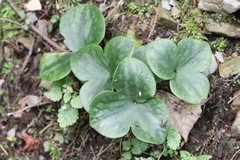 Hepatica nobilis asiatica