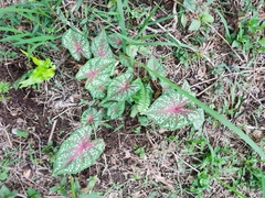 Caladium