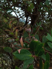 Vaccinium varingiifolium