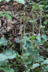 Micranthes manchuriensis