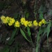 Mountain Decumbent Goldenrod - Photo (c) Michael J. Papay, some rights reserved (CC BY), uploaded by Michael J. Papay