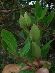 Vaccinium varingiifolium