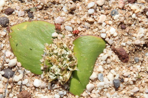 Massonia triflora