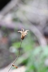 Aquilegia oxysepala