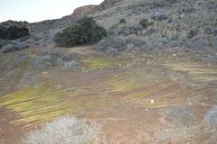 Pseudoschoenus inanis