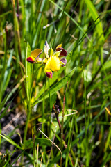 Argyrolobium baptisioides