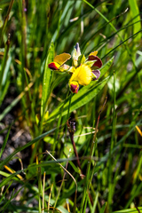 Argyrolobium baptisioides
