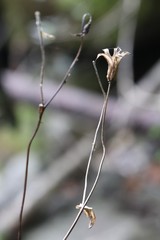 Aquilegia oxysepala