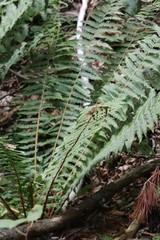 Dryopteris crassirhizoma