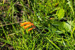 Cyrtanthus brachyscyphus