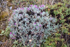 Oxytropis tragacanthoides