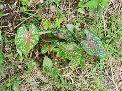Caladium