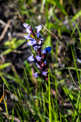 Disa similis