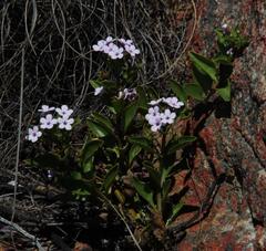 Teedia lucida