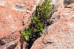 Teedia lucida